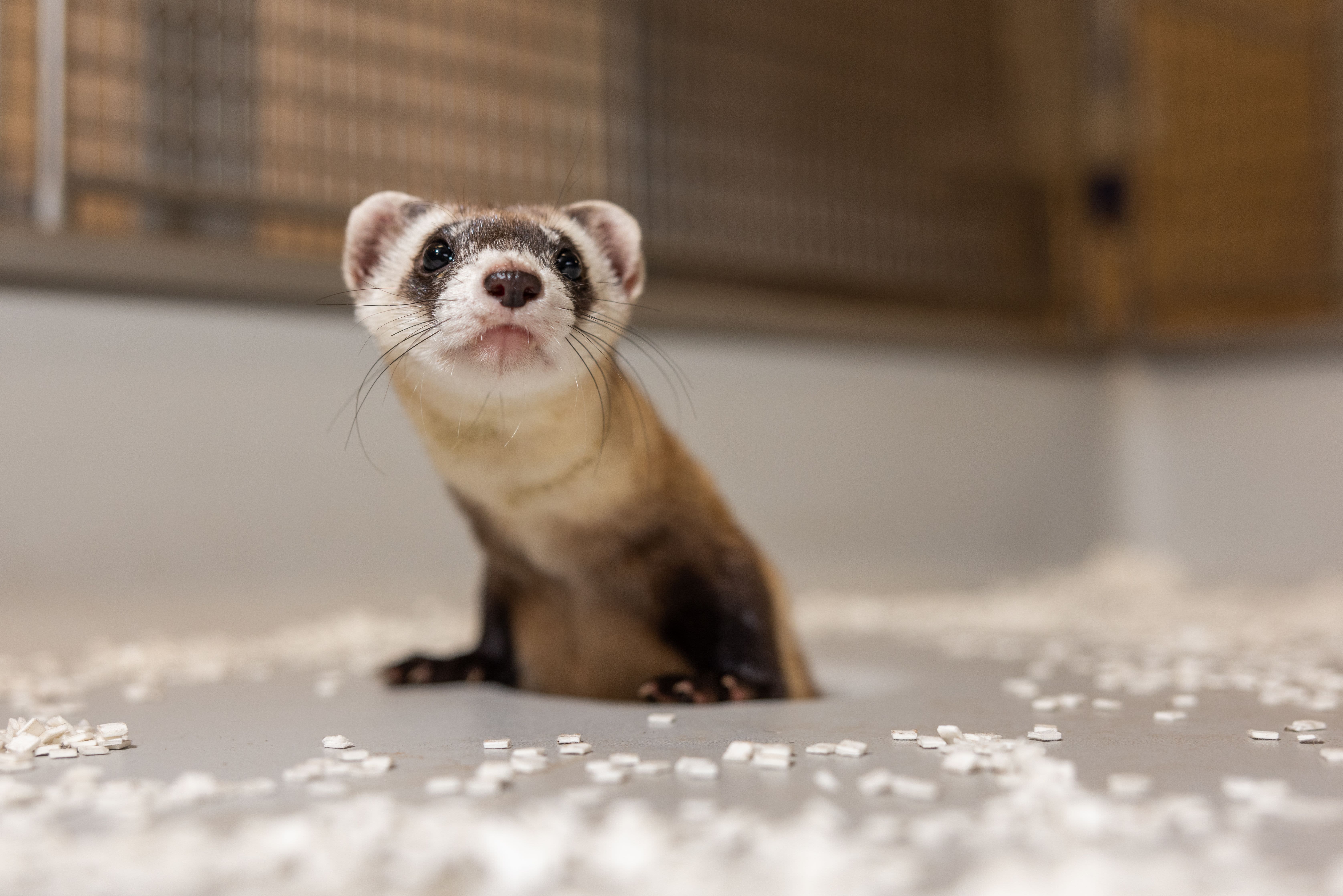 Scientists Clone Two Black-Footed Ferrets From Frozen Tissues in Conservation Effort