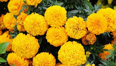 30 Companion Plants for Marigolds That Will Have You Saying Goodbye to Pests