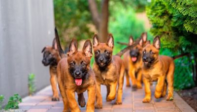 Belgian Malinois Puppies Join Yoga Class and the Cutest Chaos Ensues