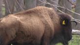 Ponca Tribe of Nebraska receives multimillion dollar grant to build buffalo processing facility