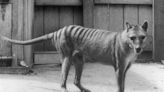 Scientists hope to revive Tasmanian tiger from extinction