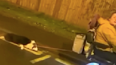 Dog dragged along road by woman on mobility scooter in shocking footage is seized by RSPCA