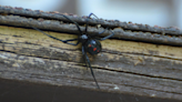 Better way to treat deadly black widow bites developed | Fox 11 Tri Cities Fox 41 Yakima