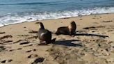 Watch two sea lions venture back into the ocean after rehabilitating in California