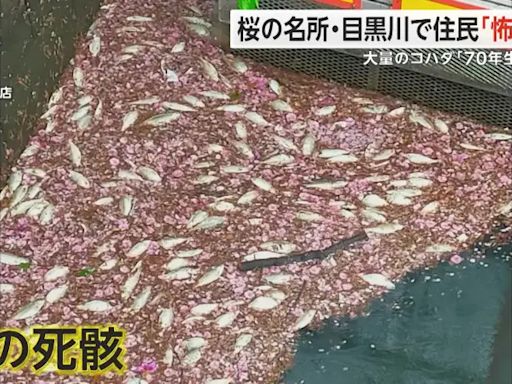 日本知名賞櫻景點現大量魚屍 居民心慌