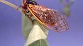Millions of cicadas about to emerge across the tri-state area