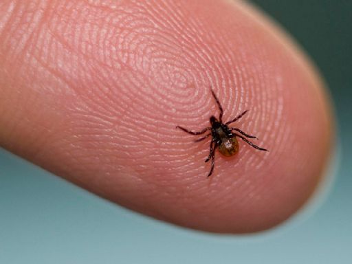 Most tick bites go unnoticed. Here's how to identify and treat them