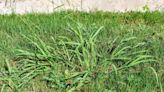 How to Get Rid of Crabgrass, According to Lawn Care Experts