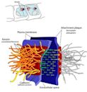 Desmosome