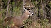 Did you know? Pennsylvania's state animal is the white-tailed deer