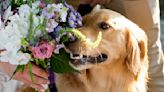 Golden Retriever Steals The Spotlight During Wedding As Cutest Ring Bearer Ever