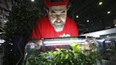 Expo Cannabis: clonadores de marihuana, semillas feminizadas y CBD para mascotas, propuestas de la feria en La Rural
