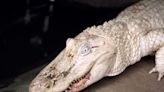 An American man tried to bring a live alligator onto a flight in his suitcase, but he was caught before boarding in Munich Airport