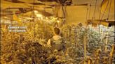 Interior ya tiene adjudicada una empresa para destruir plantaciones de marihuana en Málaga y Granada