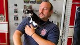 Firefighters Enjoy Heartwarming Reunion with Tiny Kitten They Rescued from Storm Drain