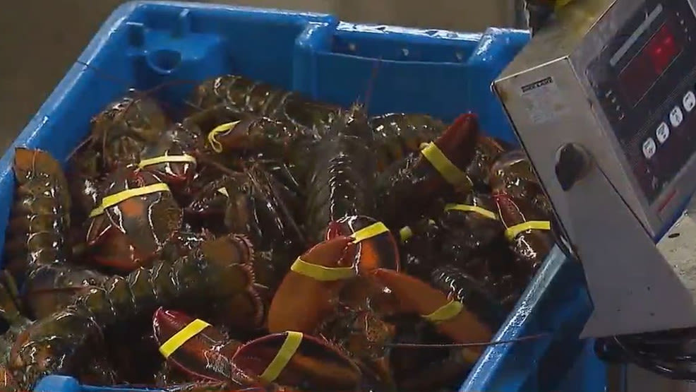 Rep. Golden pushes to delay proposed size increase for Maine lobstermen