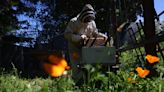 Home is where the honeybees are: Cupertino beekeeper shares knowledge with locals