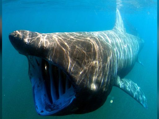 Boat hits massive 23-foot shark in rare video footage