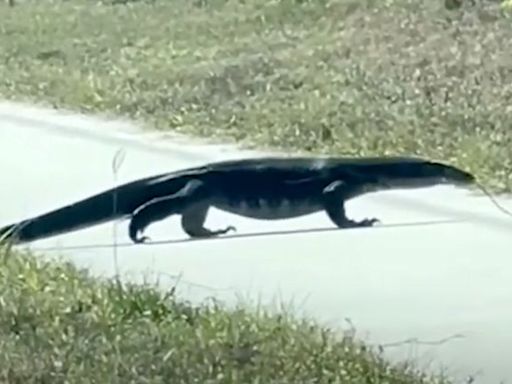 Invasive Lizard ‘Around 5 Feet Long’ Spotted Off Road in Florida