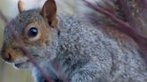 Sensitivity over killing grey squirrels is ‘stupidity’, says Tory ex-minister