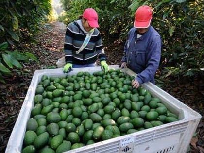 Reanudación de exportaciones de aguacate a Estados Unidos