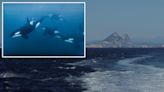 Killer whales bang into 50-foot yacht off Moroccan, forcing 2 on board to abandon ship before it sinks