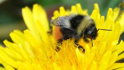 Rare bumblebee numbers rise after meadows restored