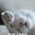 The Long, the Short, the Cat