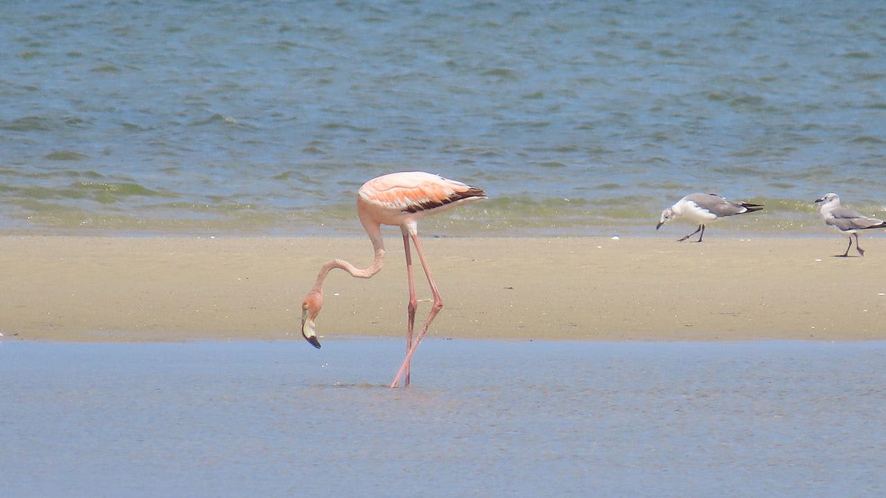 A flamingo in Rhode Island? Birders reporting 'unmistakable' find in Little Compton. What to know.