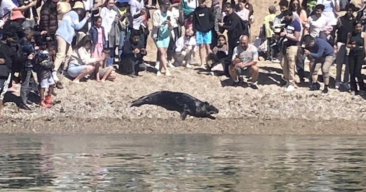 Large crowds of beachgoers swarming sunbathing seals