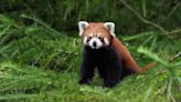 Red panda Esha creates a buzz at new Peak Wildlife Park home