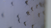 Wet Season Leads to More Mosquito Activity