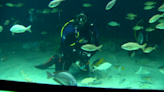 Volunteer aquarium scuba diver hopes to inspire other others