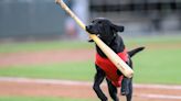 Finn, el perro recoge bates que brilló en el campo de béisbol, celebra su merecida jubilación