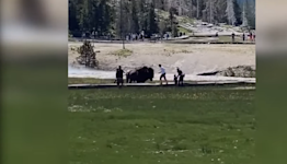 Bison gores man after charging family visiting Yellowstone National Park, rangers say