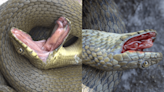 Incredible Snake Actors Smear Themselves In Blood And Poop To Play Dead