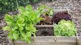 Even a Small Urban Garden Can Boost Your Microbiome