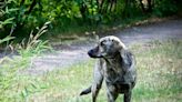 Chernobyl nuclear disaster altered the genetics of the dogs left behind, scientists say