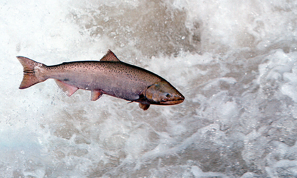 A bold blueprint for salmon restoration puts Idaho on the right course