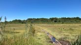 Dig archaeology? Cape Cod Museum of Natural History offers island walk with expert