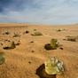 libyan desert glass Field