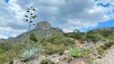 Adopt a plant, save a bat: El Pasoans help create habitat for endangered bats by fostering agaves