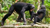 'Hostilities began in an extremely violent way': How chimp wars taught us murder and cruelty aren't just human traits