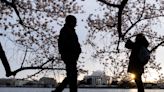 Washington's cherry trees burst into peak bloom, crowds flock to see famous blossoms