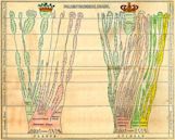 Tree of life (biology)