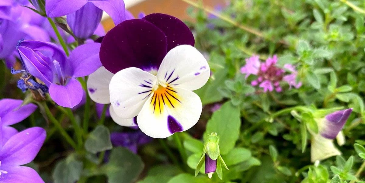 Flowers donated by Lidl planted in winning Chelsea Flower Show garden