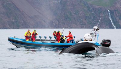 Dónde avistar ballenas y delfines en Europa: los mejores lugares