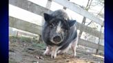 Potbelly Pig named Nala looking for a forever home