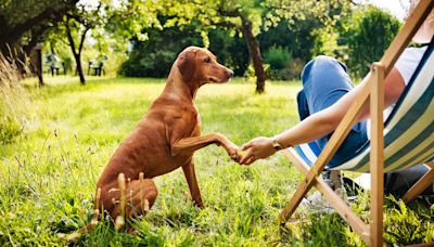 Trainer reveals the secret to a better behaved dog — it sounds counterintuitive but it really works!