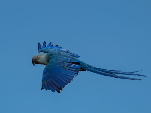 El cambio climático amenaza la recuperación del guacamayo de Spix de Brasil